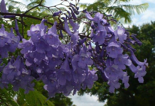 Jacaranda Tree Jacaranda mimosifolia 100 Seeds  USA Company