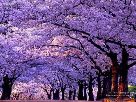 Jacaranda Tree Jacaranda mimosifolia 100 Seeds  USA Company