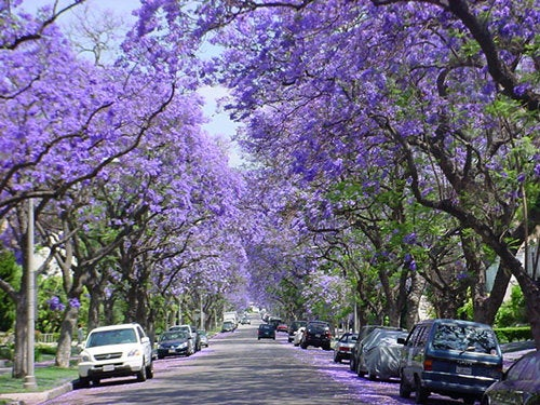 Jacaranda Tree Jacaranda mimosifolia 100 Seeds  USA Company