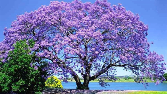 Jacaranda Tree Jacaranda mimosifolia 100 Seeds  USA Company