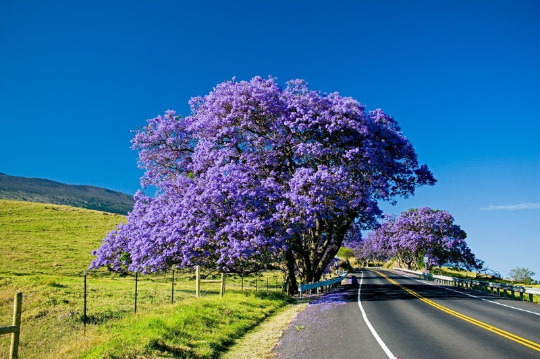 Jacaranda Tree Jacaranda mimosifolia 100 Seeds  USA Company