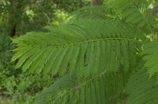 Jacaranda Tree Jacaranda mimosifolia 100 Seeds  USA Company