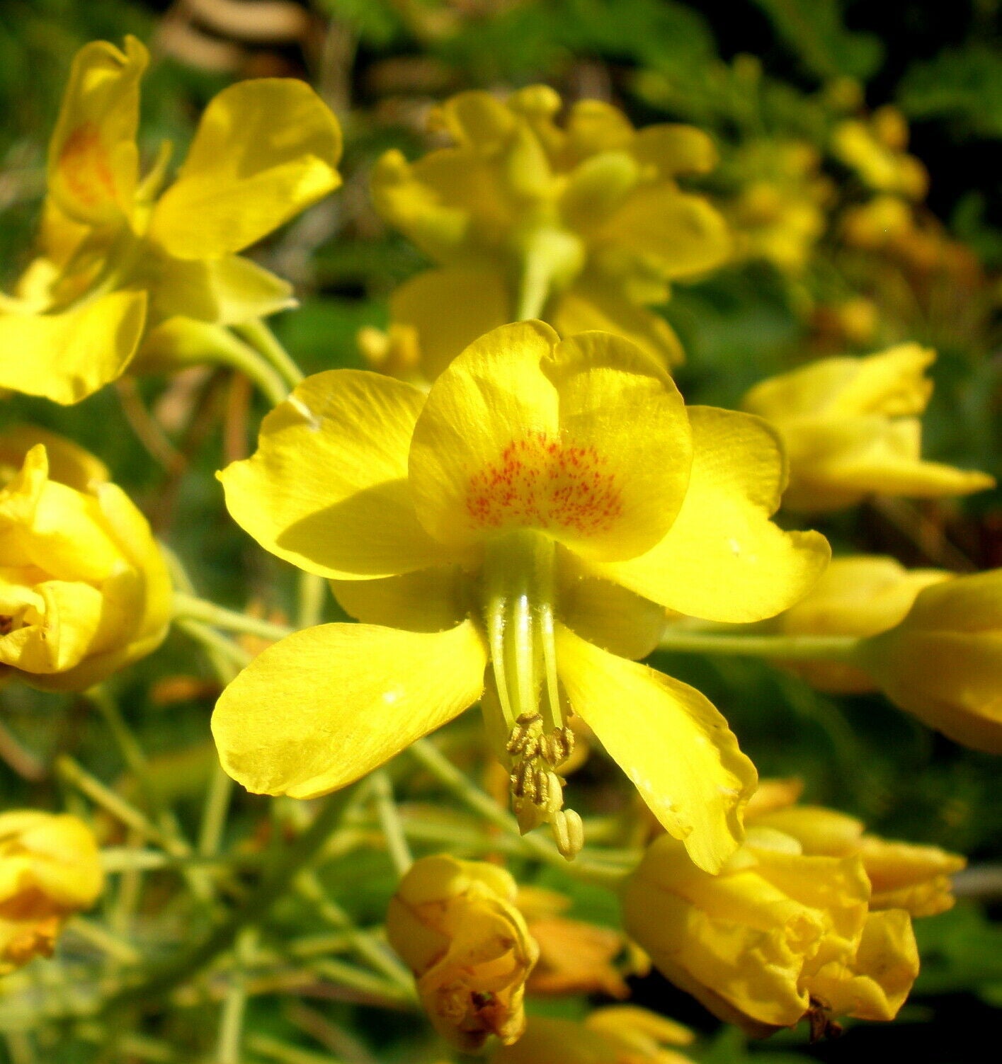 planting mexican bird of paradise seeds Mexican Bird of Paradise 25 seeds Caesalpinia mexicana – R&B Floridaseeds