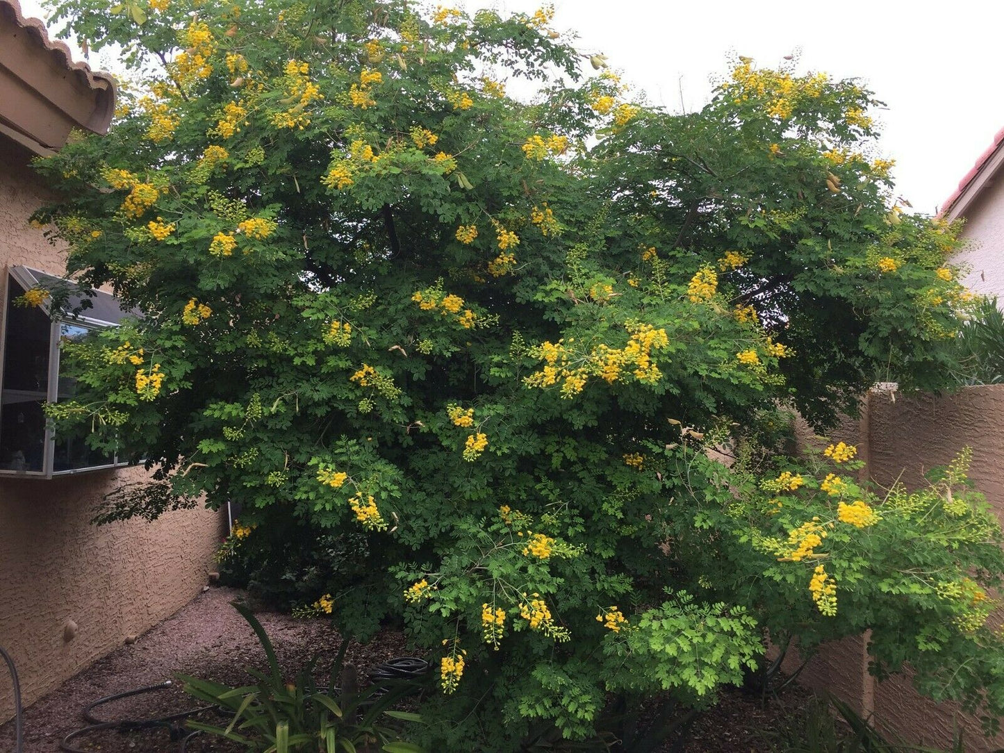 Mexican Bird of Paradise 25 seeds Caesalpinia mexicana