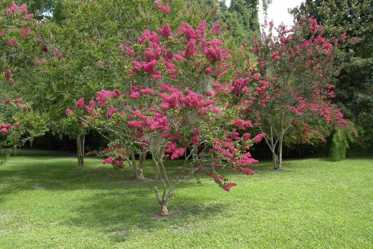 Pink Crape Myrtle Lagerstroemia indica 20 Seeds  USA Company