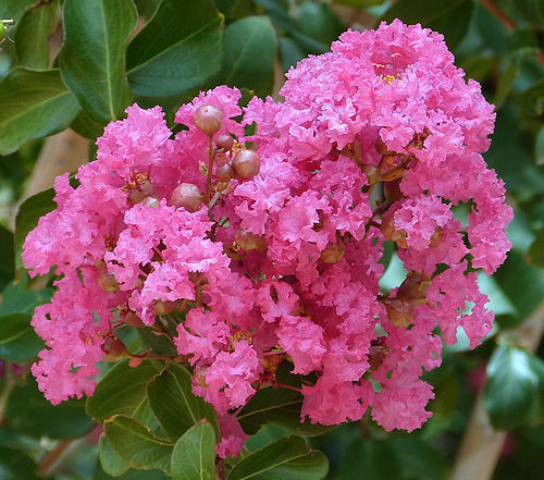 Pink Crape Myrtle Lagerstroemia indica 100 Seeds  USA Company