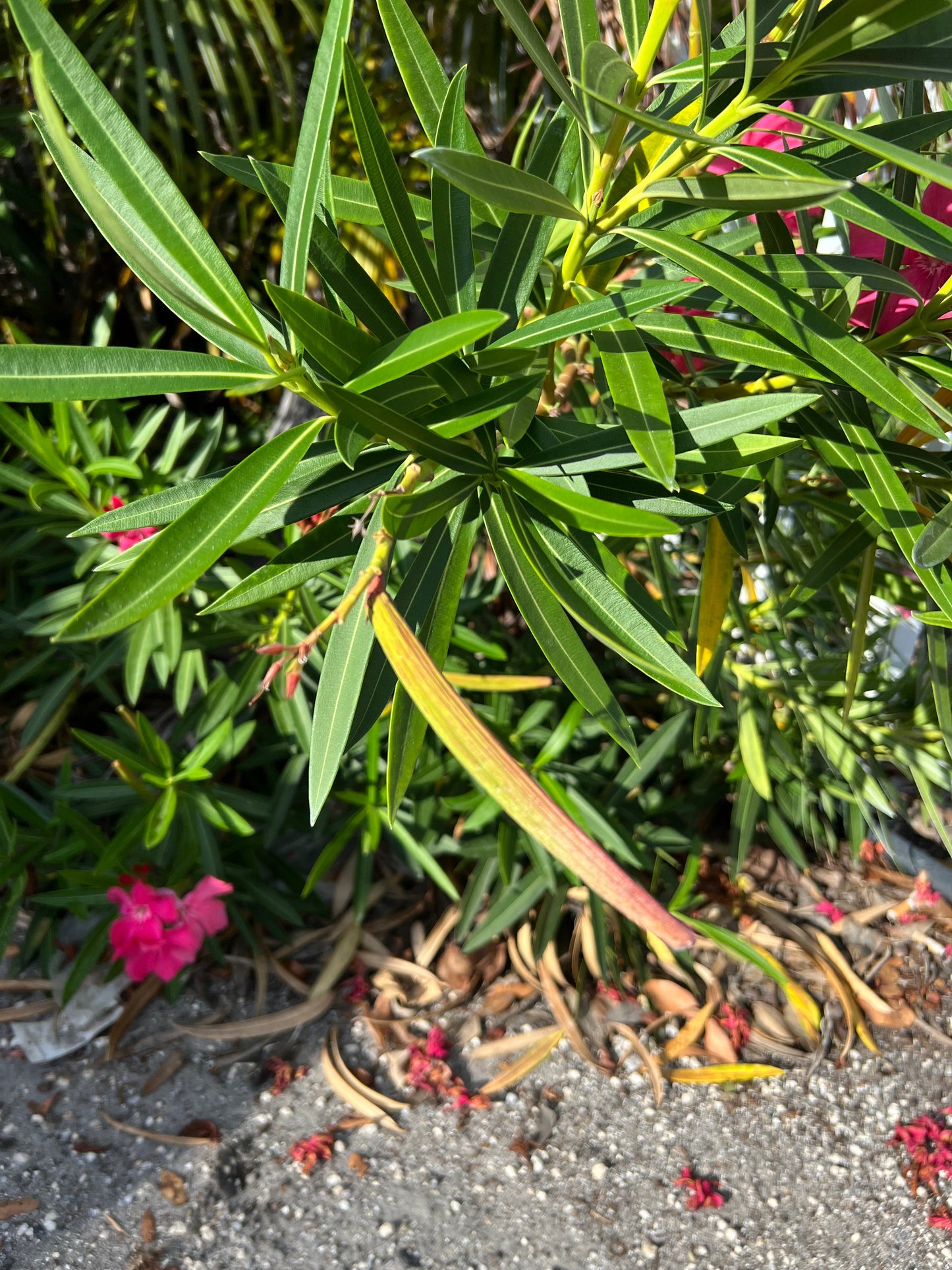 Pink Oleander Nerium oleander 20 Seeds