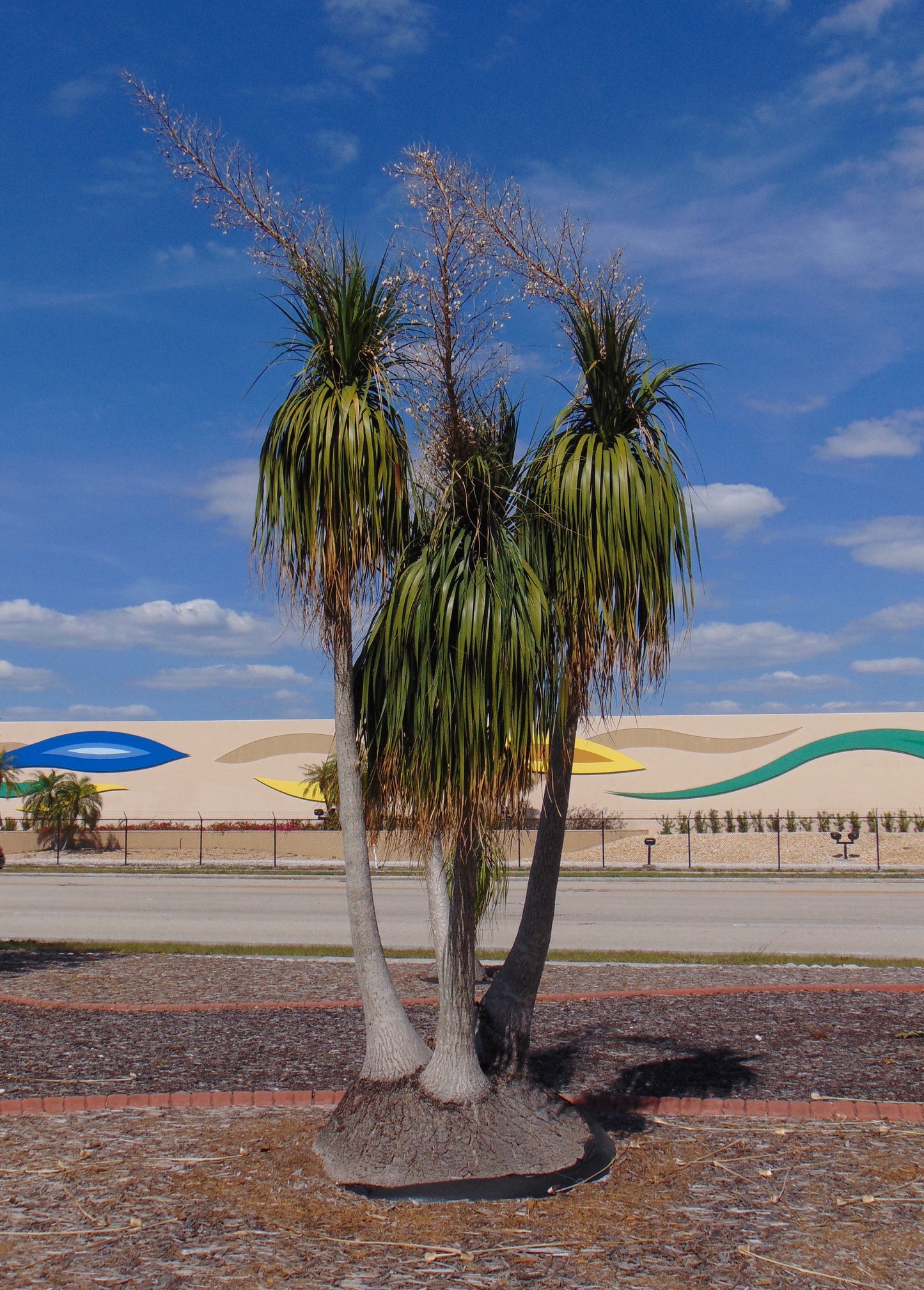 Ponytail Palm 10 Seeds Beaucarnea recurvata