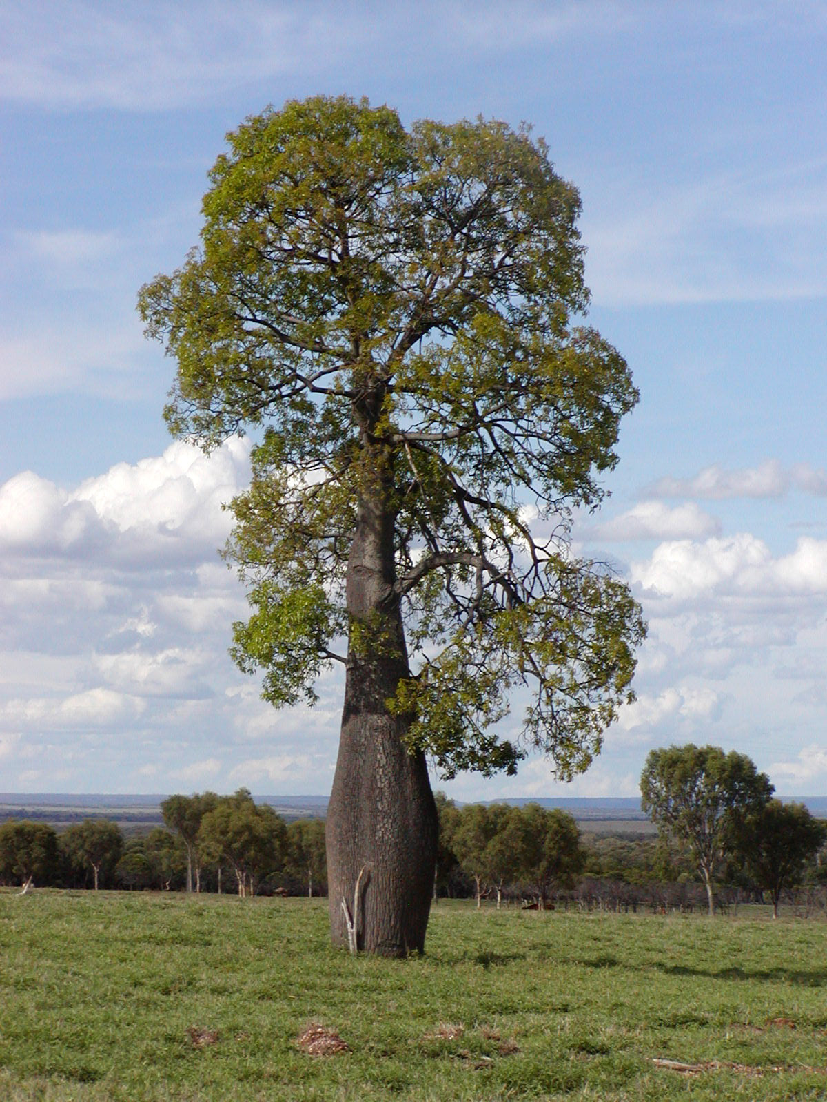 Queensland Bottle Tree Brachychiton rupetris 10 Seeds