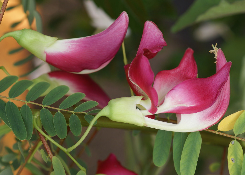 Red Hummingbird Tree Sesbania Grandiflora 20 Seeds  USA Company