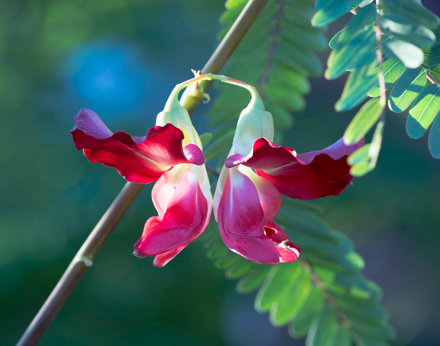 Red Hummingbird Tree Sesbania Grandiflora 20 Seeds  USA Company