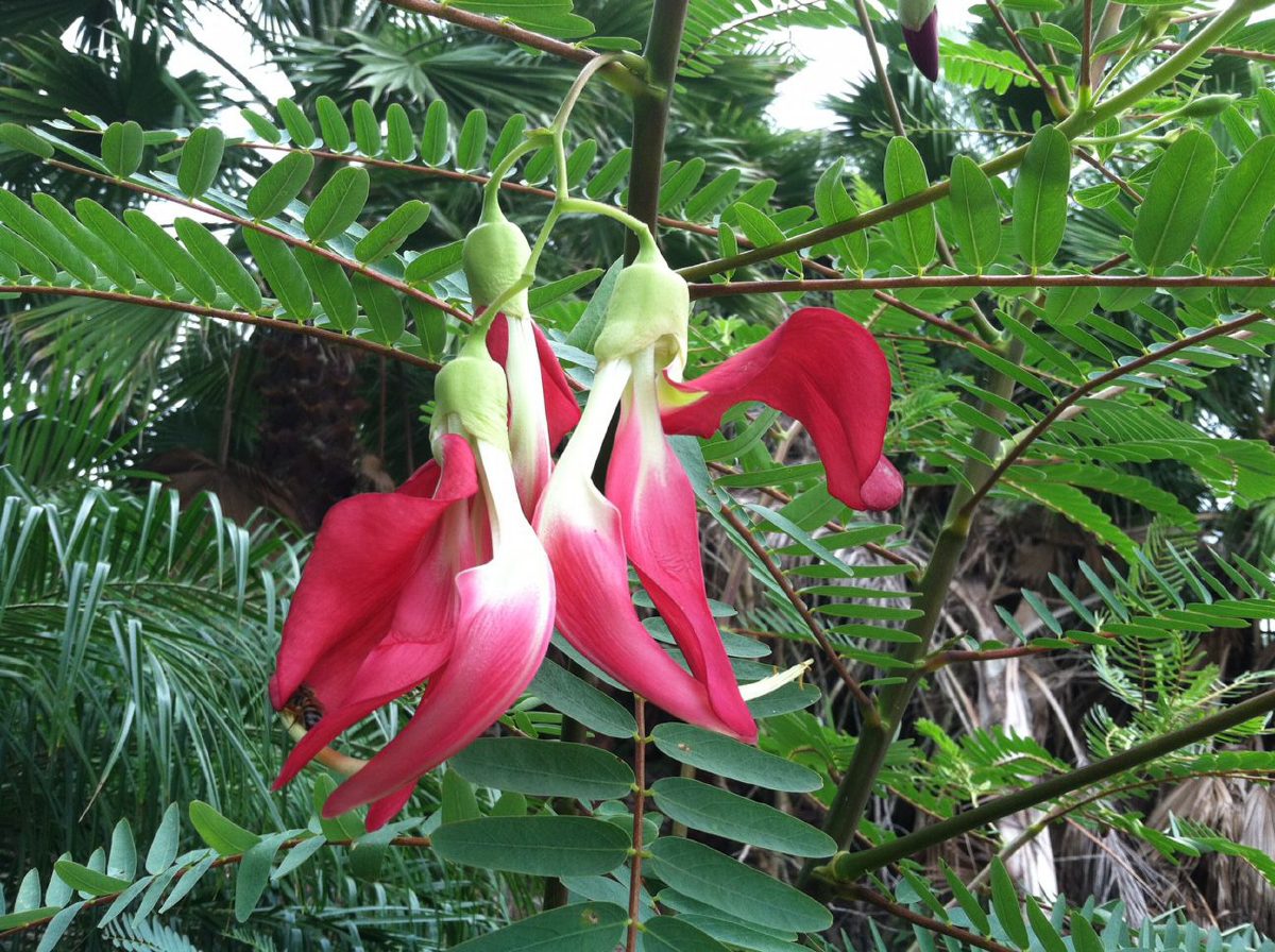 Red Hummingbird Tree Sesbania Grandiflora 20 Seeds  USA Company