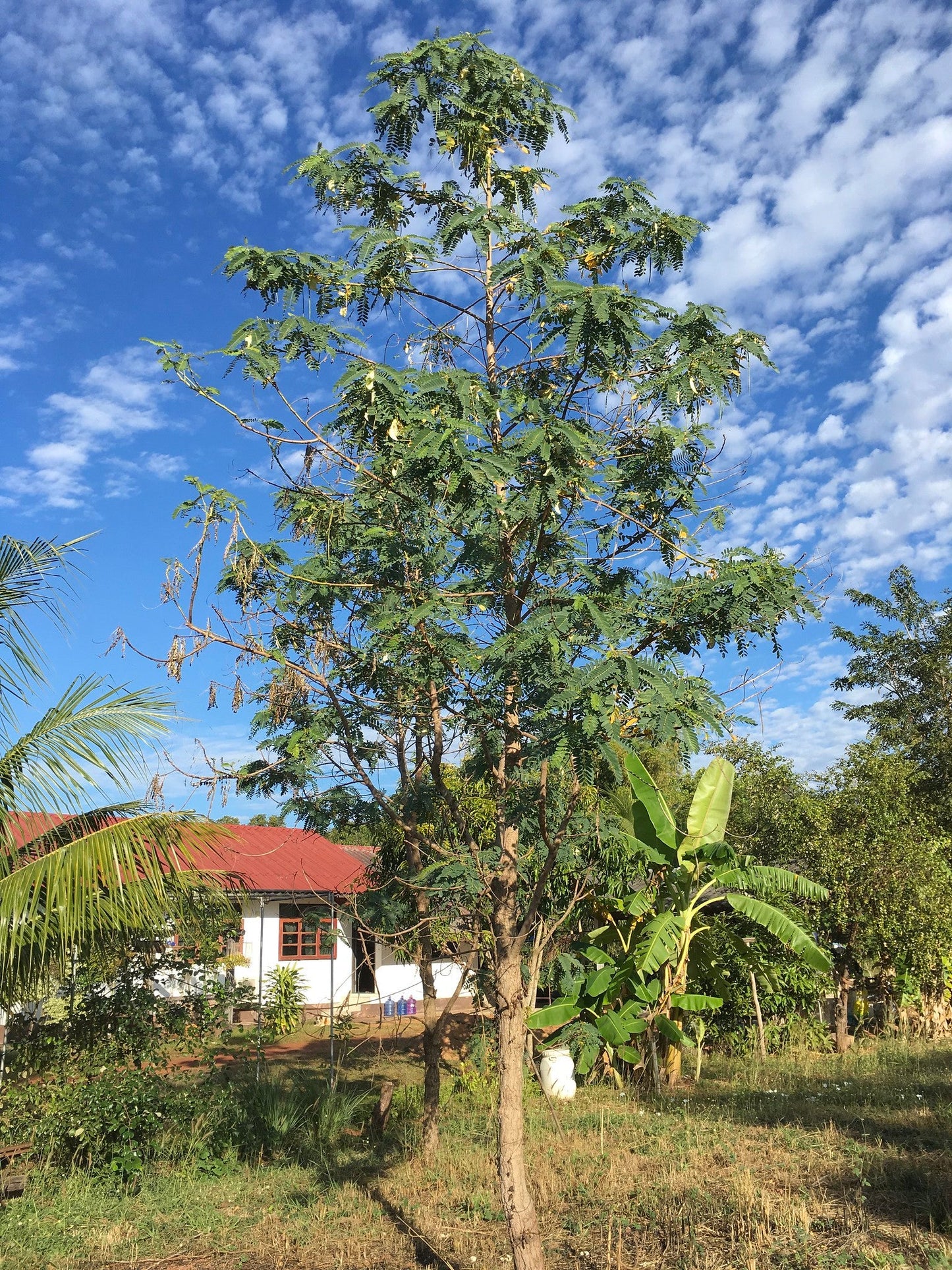 Red Hummingbird Tree Sesbania Grandiflora 20 Seeds  USA Company