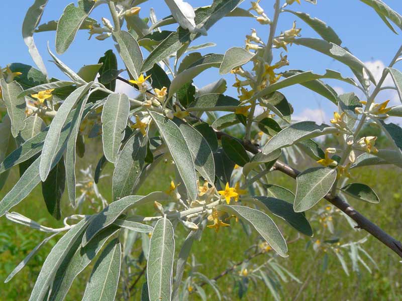 Russian Olive Silverberry Elaeagnus angustifolia 100 Seeds  USA Company
