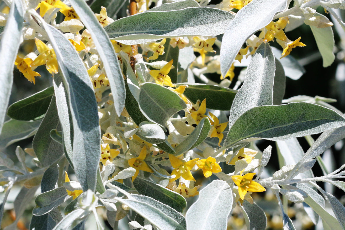 Russian Olive Silverberry Elaeagnus angustifolia 50 Seeds  USA Company