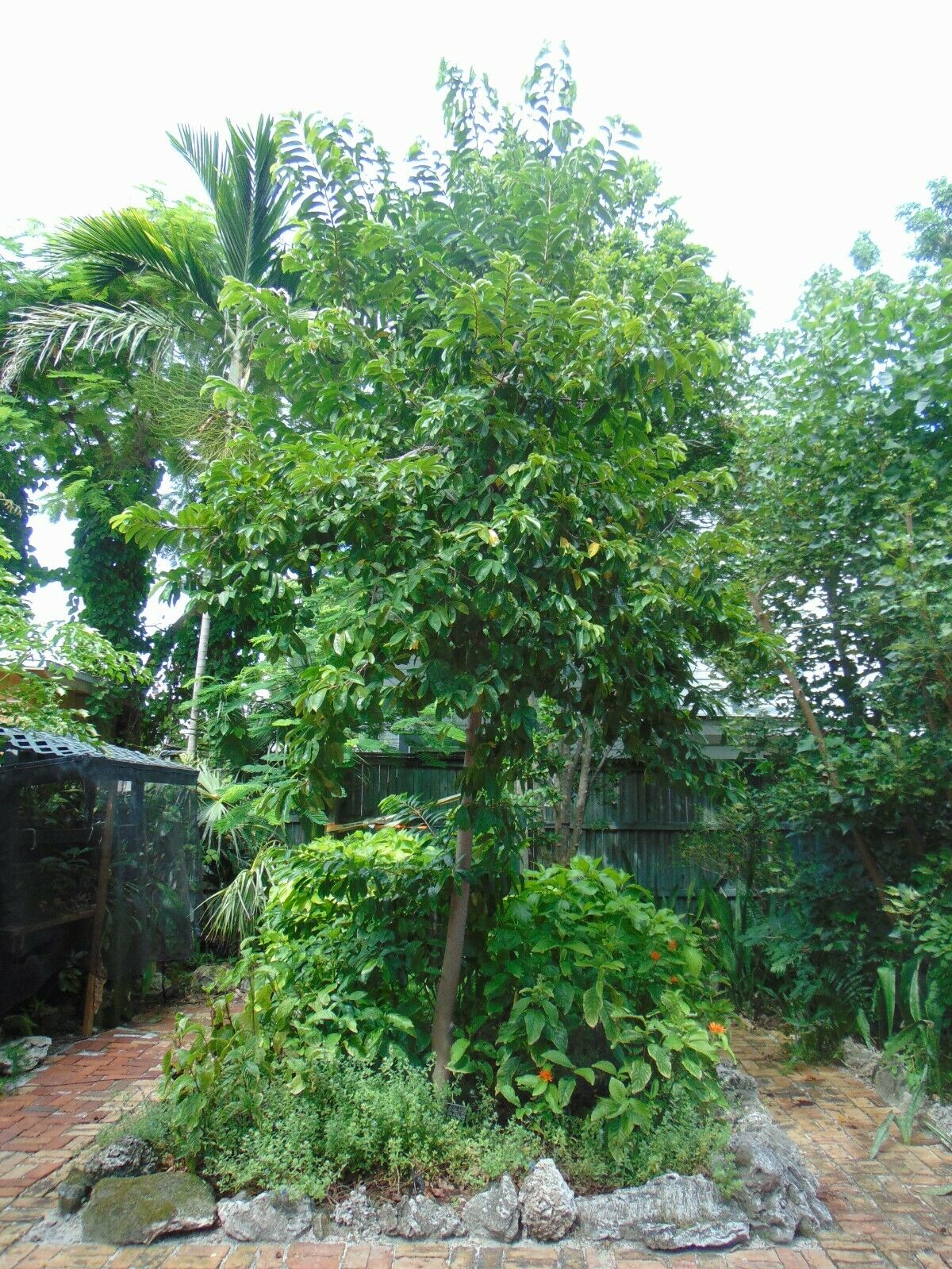 Soursop Guanabana Annona muricata 20 Seeds  USA Company