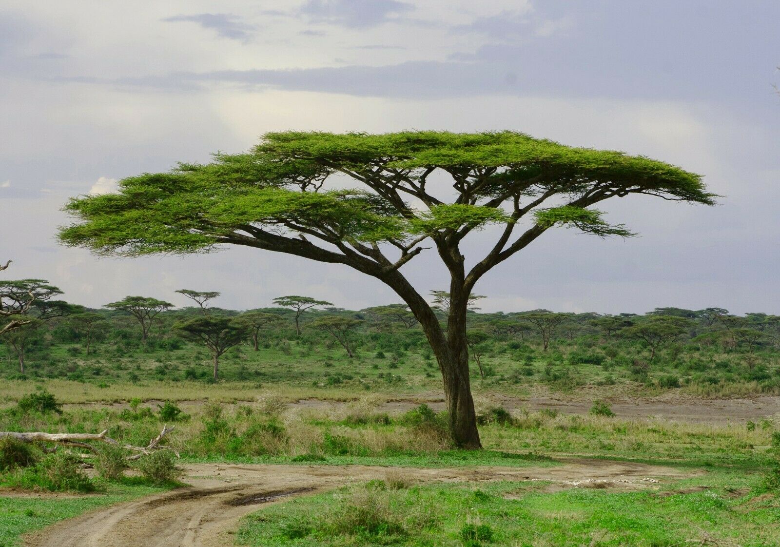 Umbrella Thorn Acacia Acacia tortilis 20 Seeds USA Company