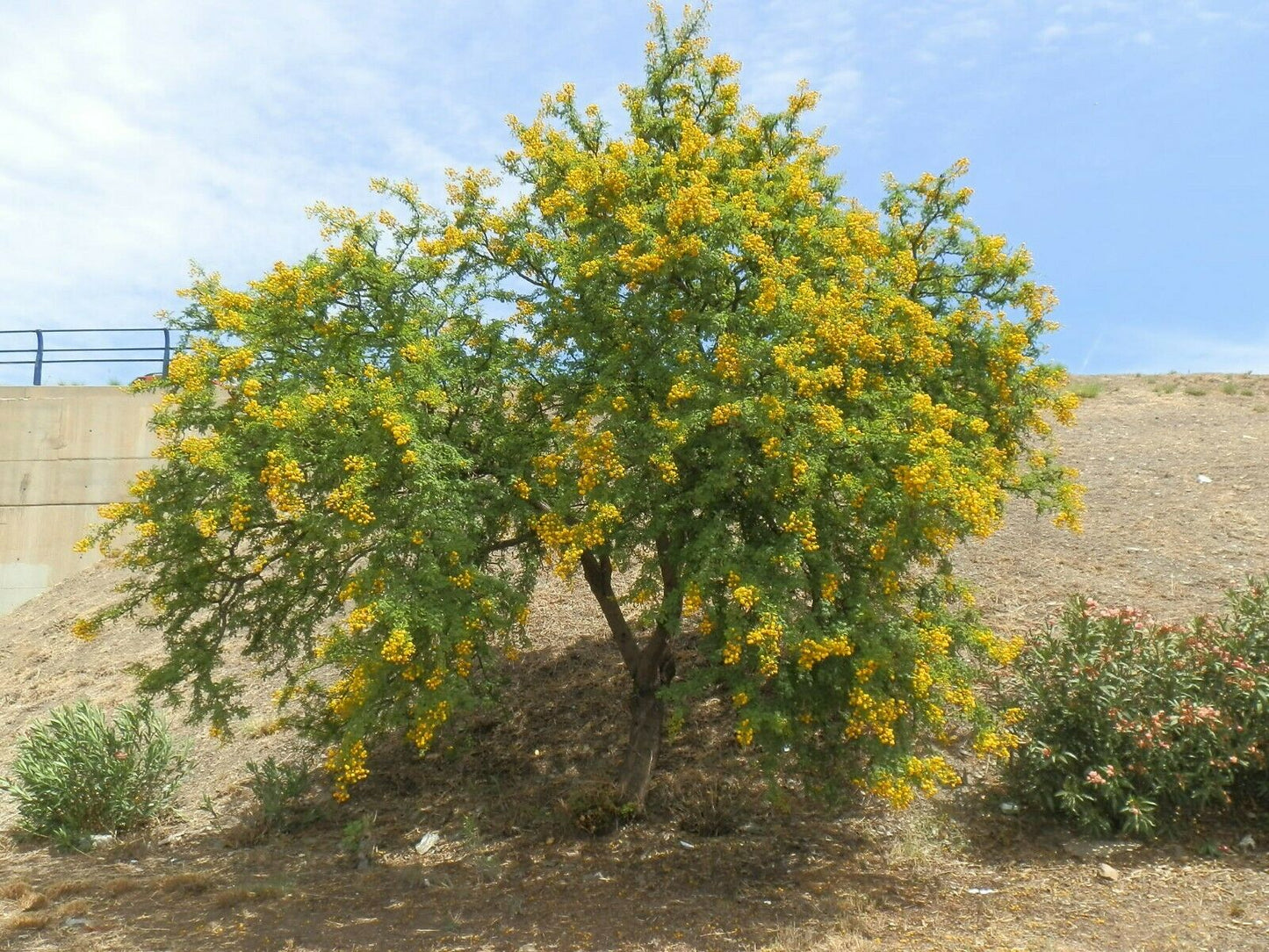 Umbrella Thorn Acacia Acacia tortilis 20 Seeds  USA Company