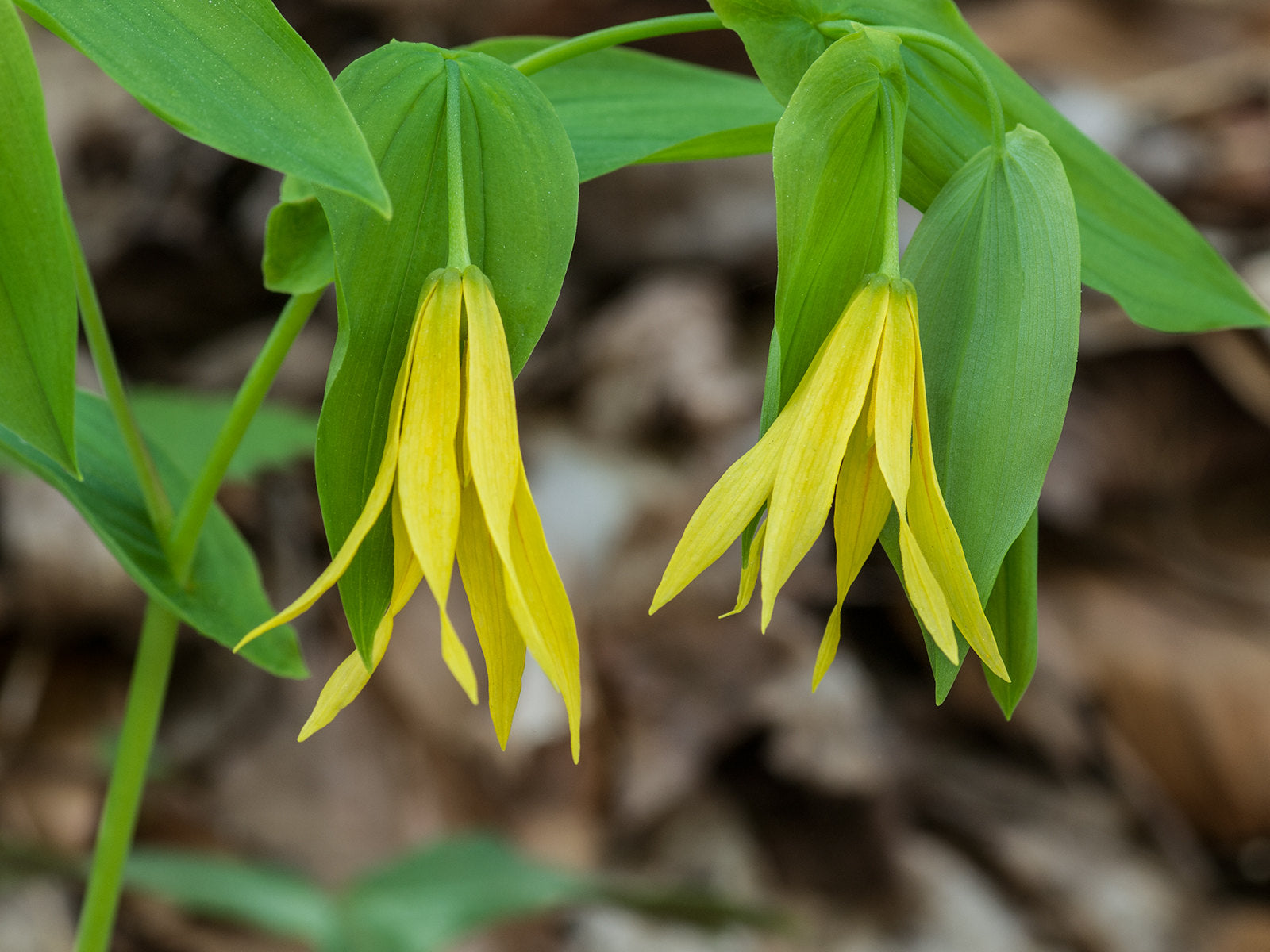 Uvularia grandiflora