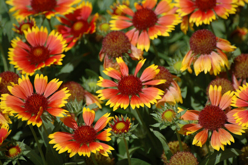 Indian Blanket 500 Seeds Gaillardia pulchella