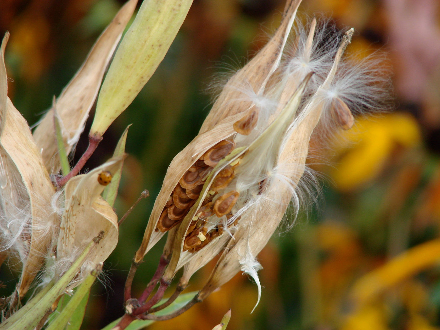Butterfly Weed 100 Seeds Asclepias tuberosa