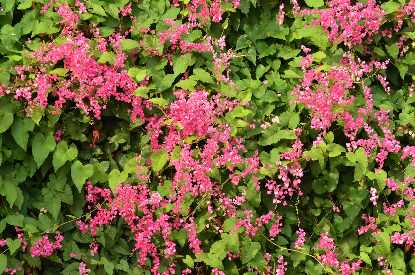 Coral Vine Antigonon leptopus 20 Seeds  USA Company