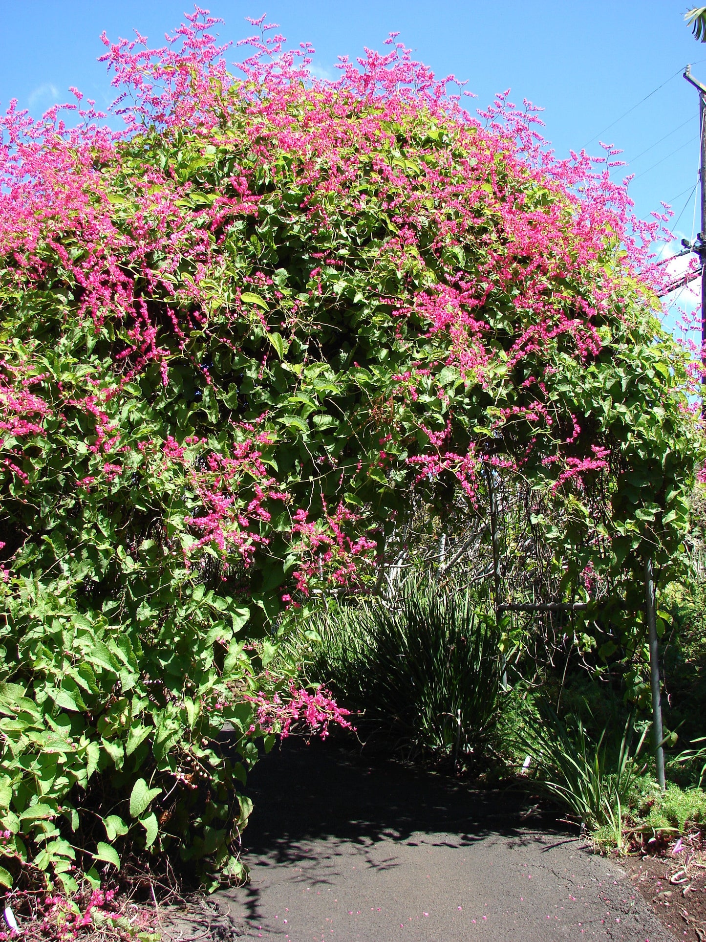 Coral Vine Antigonon leptopus 20 Seeds  USA Company