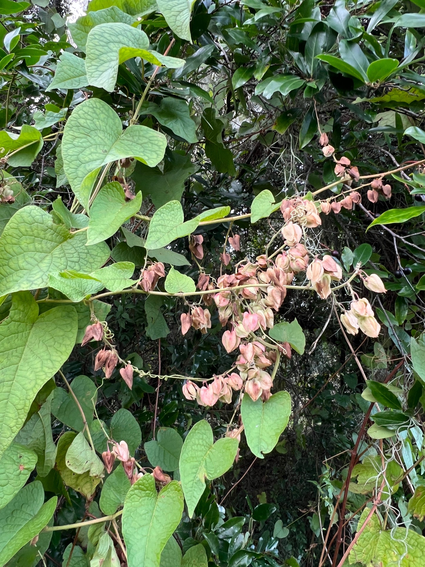 Coral Vine Antigonon leptopus 20 Seeds  USA Company