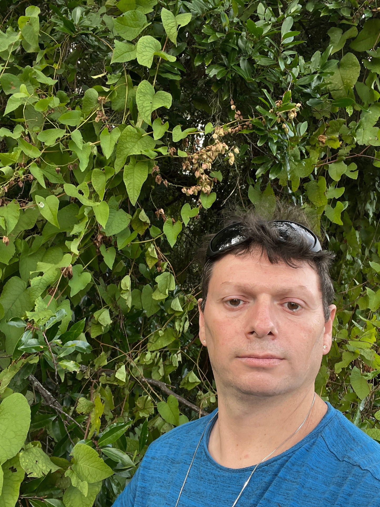 Coral Vine Antigonon leptopus 20 Seeds