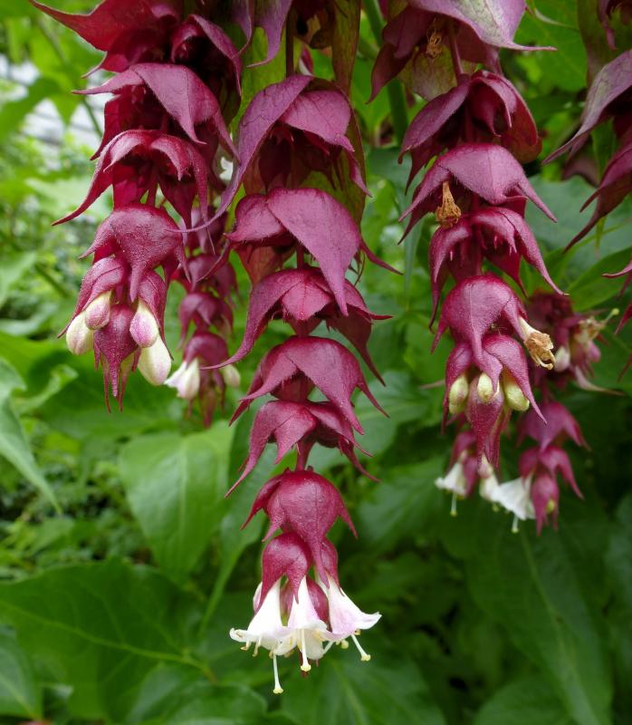 honeysuckle flower seeds Himalayan Honeysuckle 250 Seeds Leycesteria formosa – R&B Floridaseeds