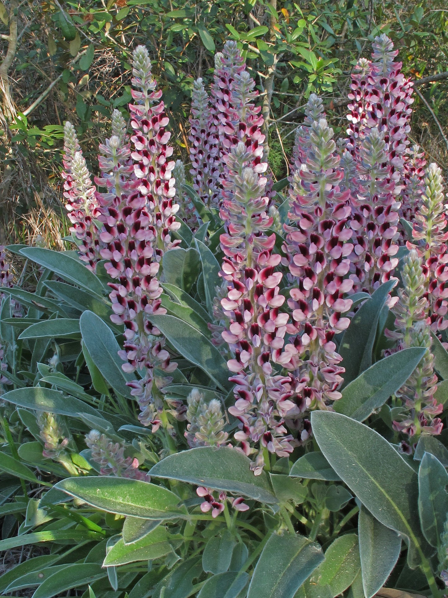 Lady Lupine Lupinus villosus 20 Seeds   USA Company