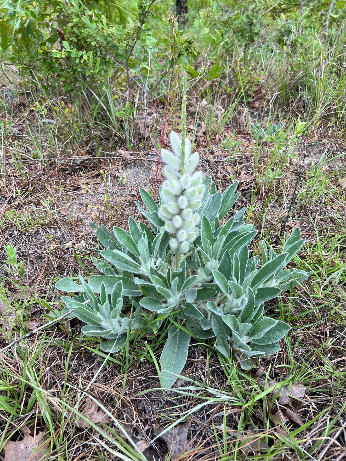 Lady Lupine Lupinus villosus 20 Seeds   USA Company