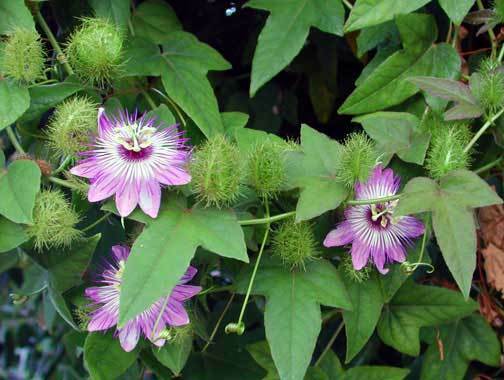 Love-in-a-Mist Passion Flower Passiflora foetida 20 Seeds   USA Company