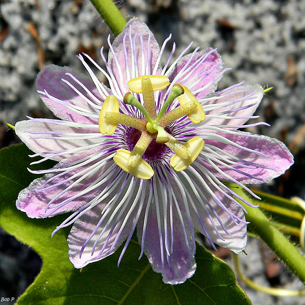 Love-in-a-Mist 10 Seeds Passion Flower Passiflora foetida