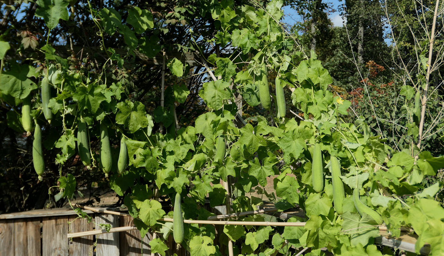 Luffa Gourd 10 Seeds Luffa aegyptiaca