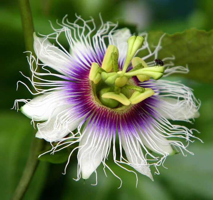 purple passion plant seeds Passion Fruit Purple Granadilla Passiflora edulis 100 Seeds – R&B Floridaseeds