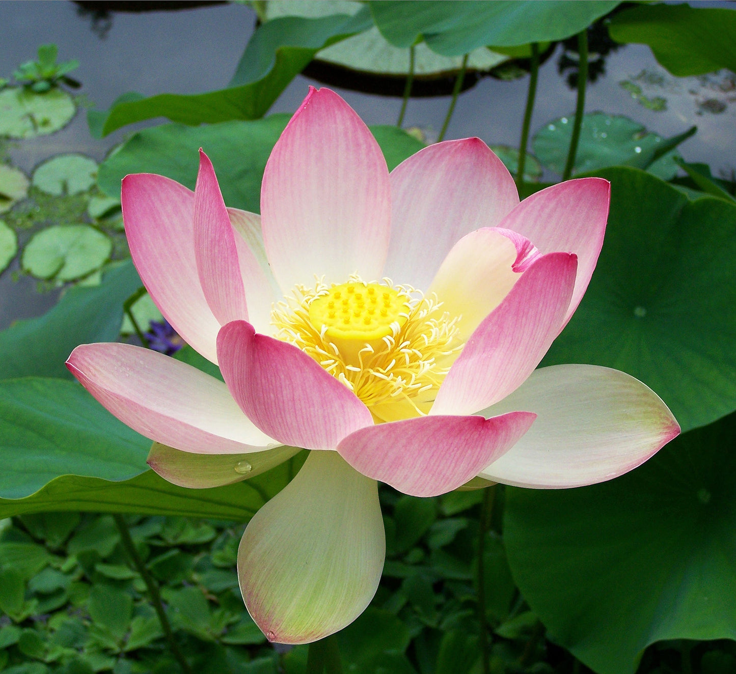 Sacred Lotus Nelumbo nucifera 10 Seeds  USA Company