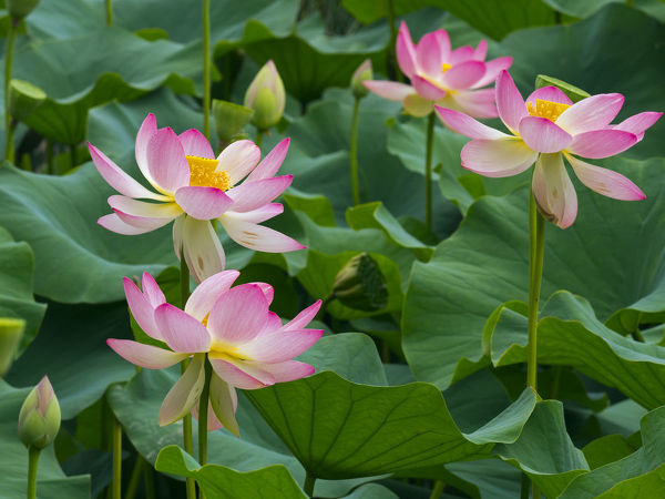 Sacred Lotus Nelumbo nucifera 10 Seeds  USA Company