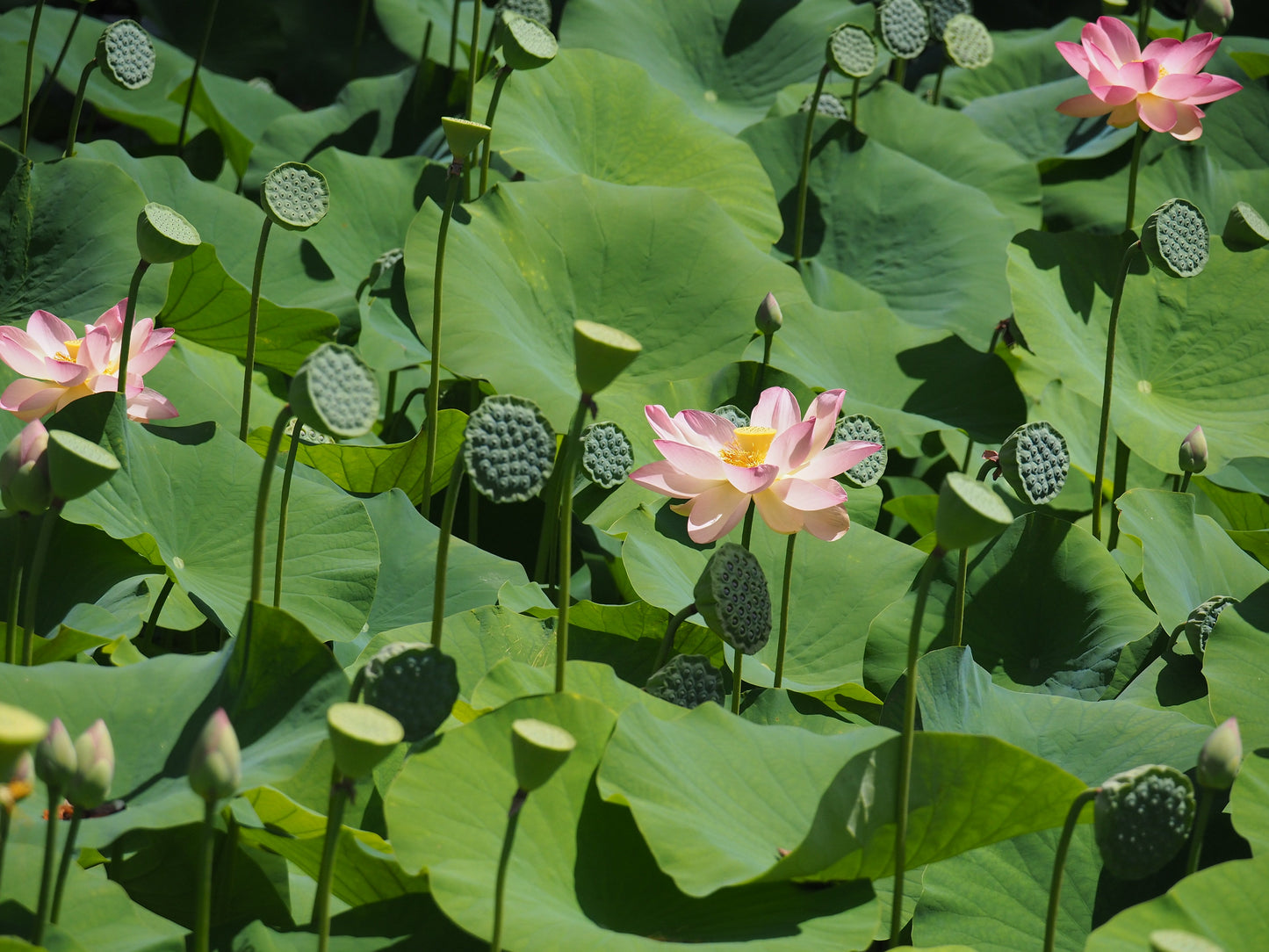 Sacred Lotus Nelumbo nucifera 10 Seeds  USA Company
