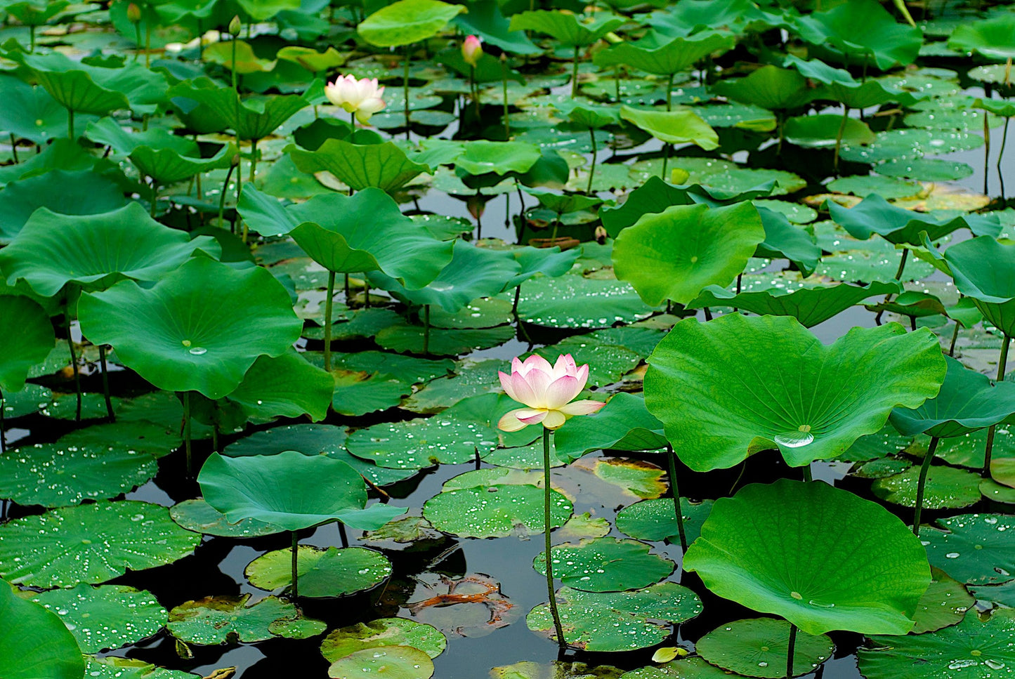 Sacred Lotus Nelumbo nucifera 10 Seeds  USA Company