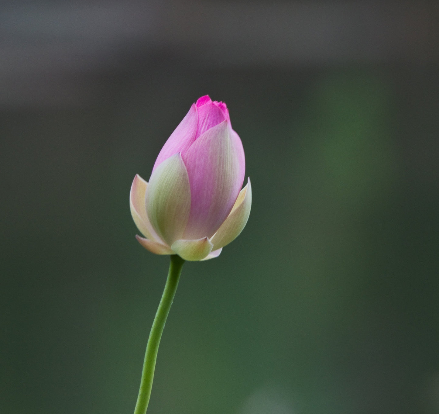 Sacred Lotus Nelumbo nucifera 10 Seeds  USA Company