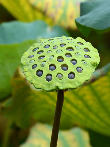 Sacred Lotus Nelumbo nucifera 10 Seeds  USA Company