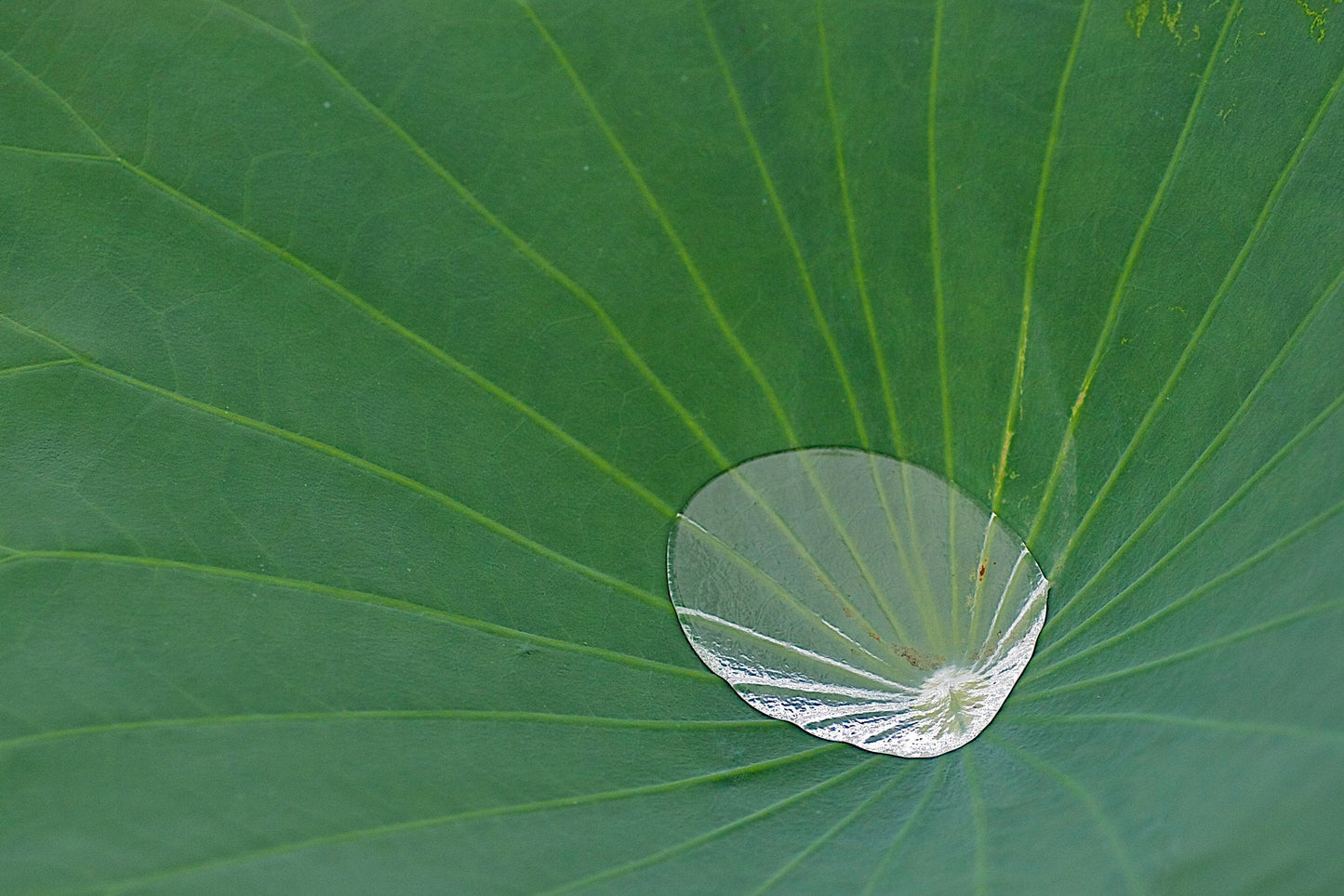 Sacred Lotus Nelumbo nucifera 10 Seeds  USA Company