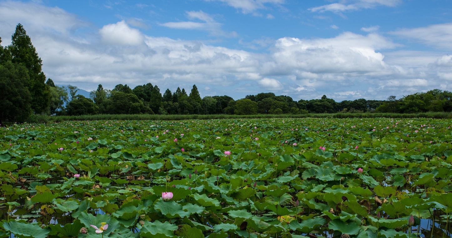 Sacred Lotus Nelumbo nucifera 10 Seeds  USA Company