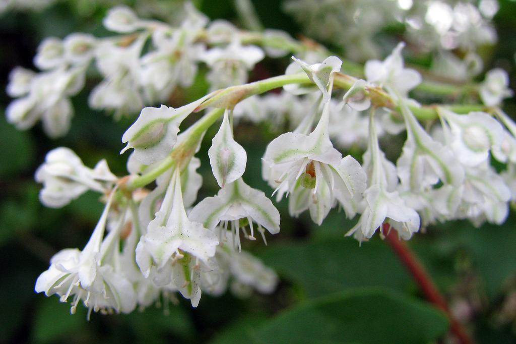 white lace flower seeds Silver Lace Vine Polygonum aubertii 20 Seeds – R&B Floridaseeds