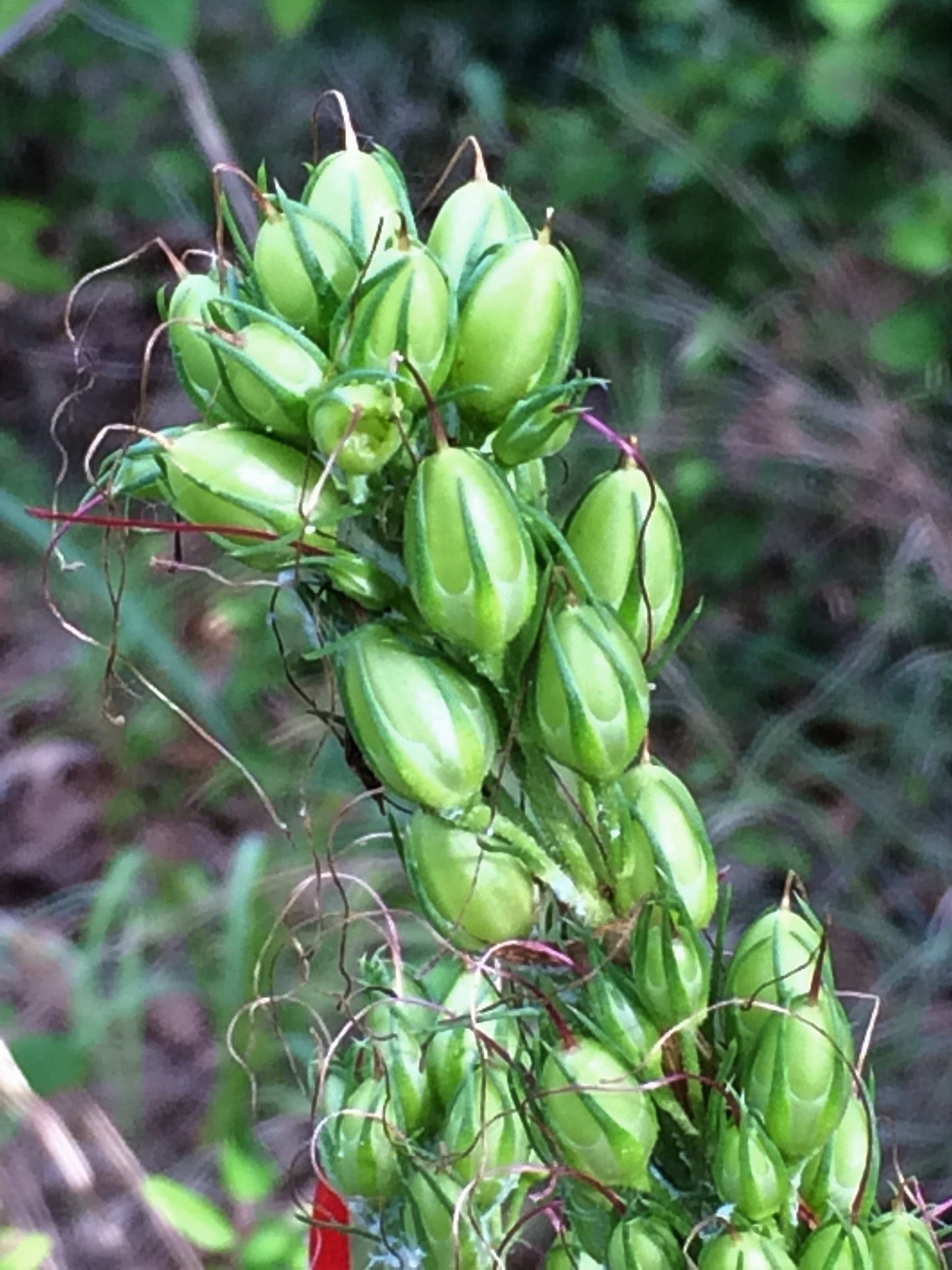 Standing Cypress 100 Seeds Scarlet Gilia Ipomopsis rubra