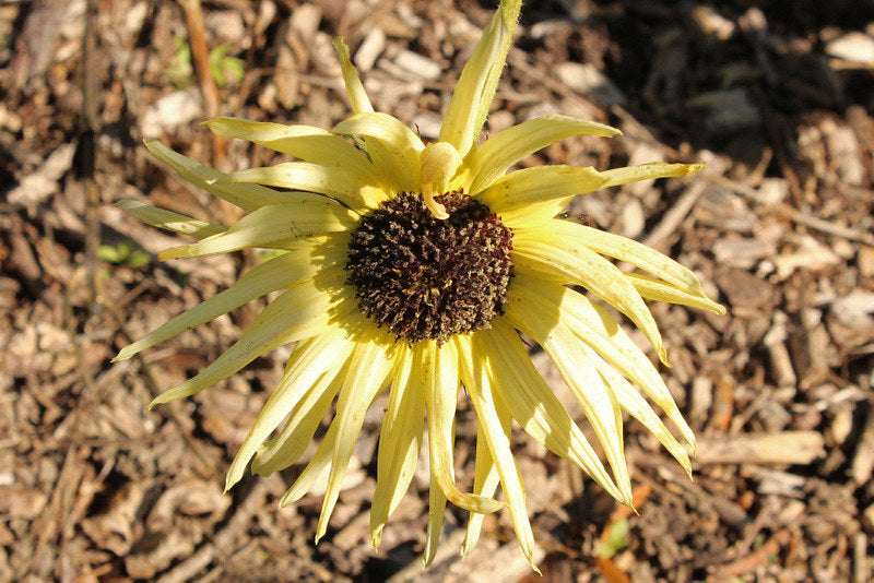 Sunflower Vanilla Ice Helianthus debilis 200 Seeds  USA Company