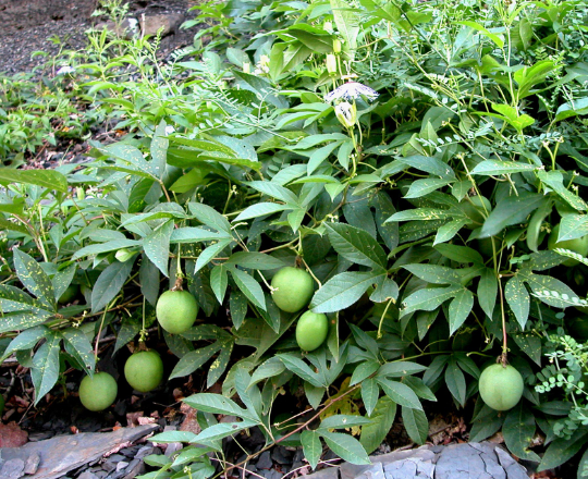 Wild Passion Flower Passiflora incarnata 10 Seeds