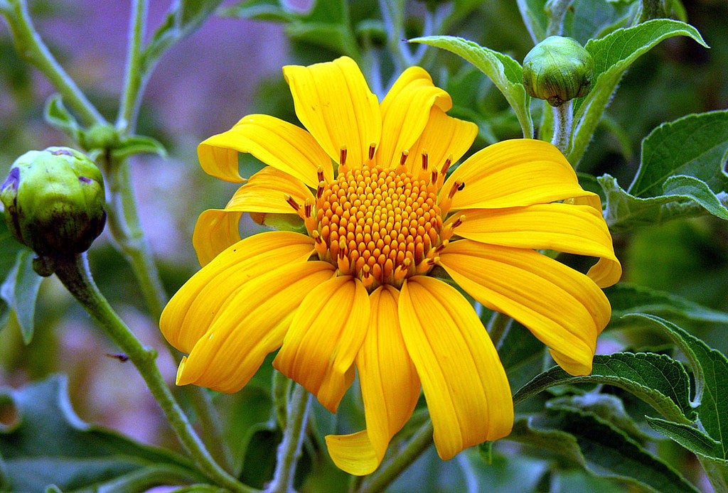 Yellow Mexican Sunflower Tree Marigold Tithonia diversifolia 20 Seeds  USA Company