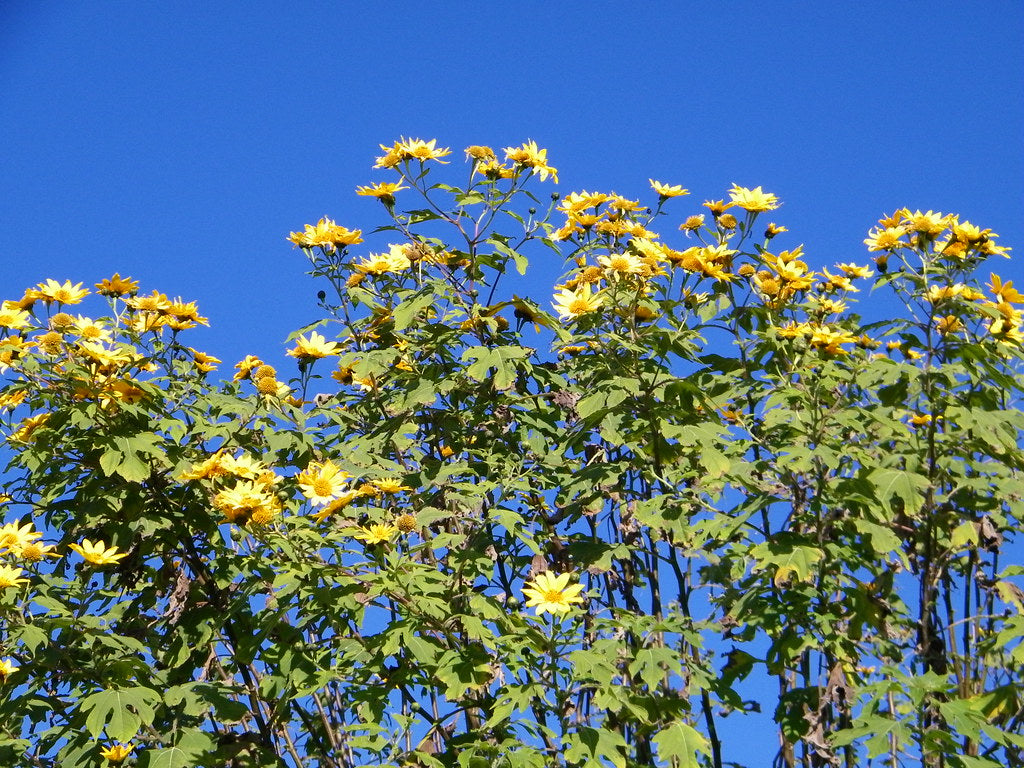 Yellow Mexican Sunflower Tree Marigold Tithonia diversifolia 20 Seeds  USA Company